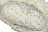 Eocene Fossil Crocodile Egg - Bouxwiller, France #293150-1